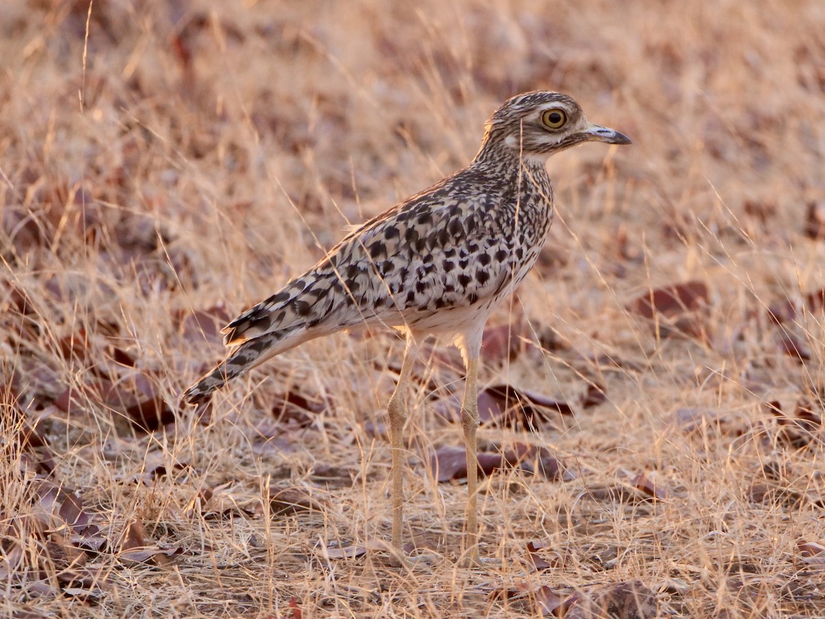 Spotted Thick-knee - ML610363669