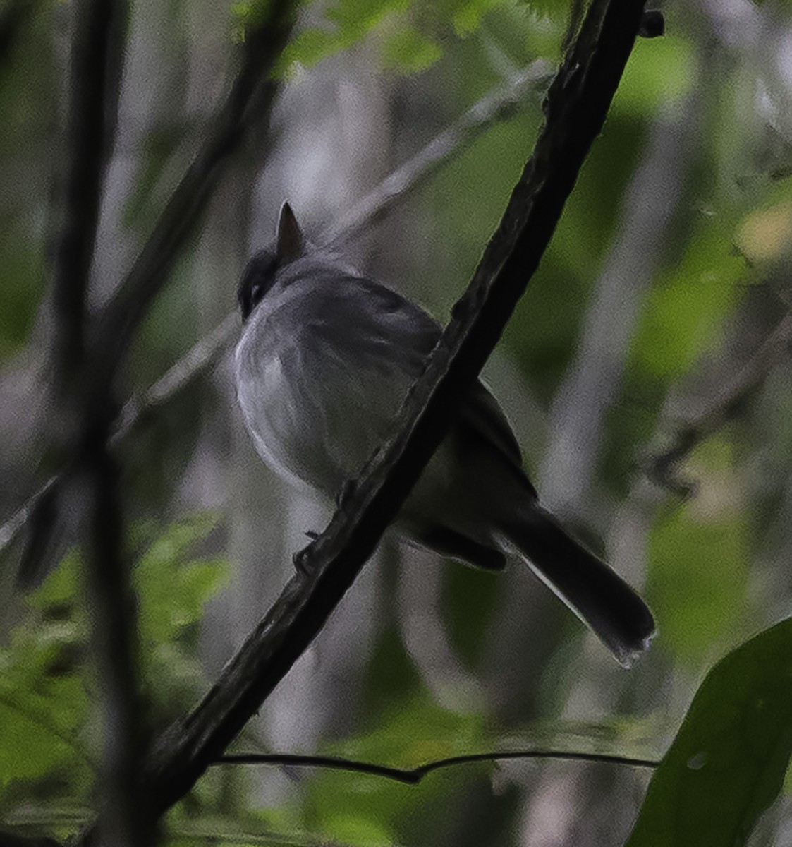 Gray-breasted Flycatcher - ML610363720