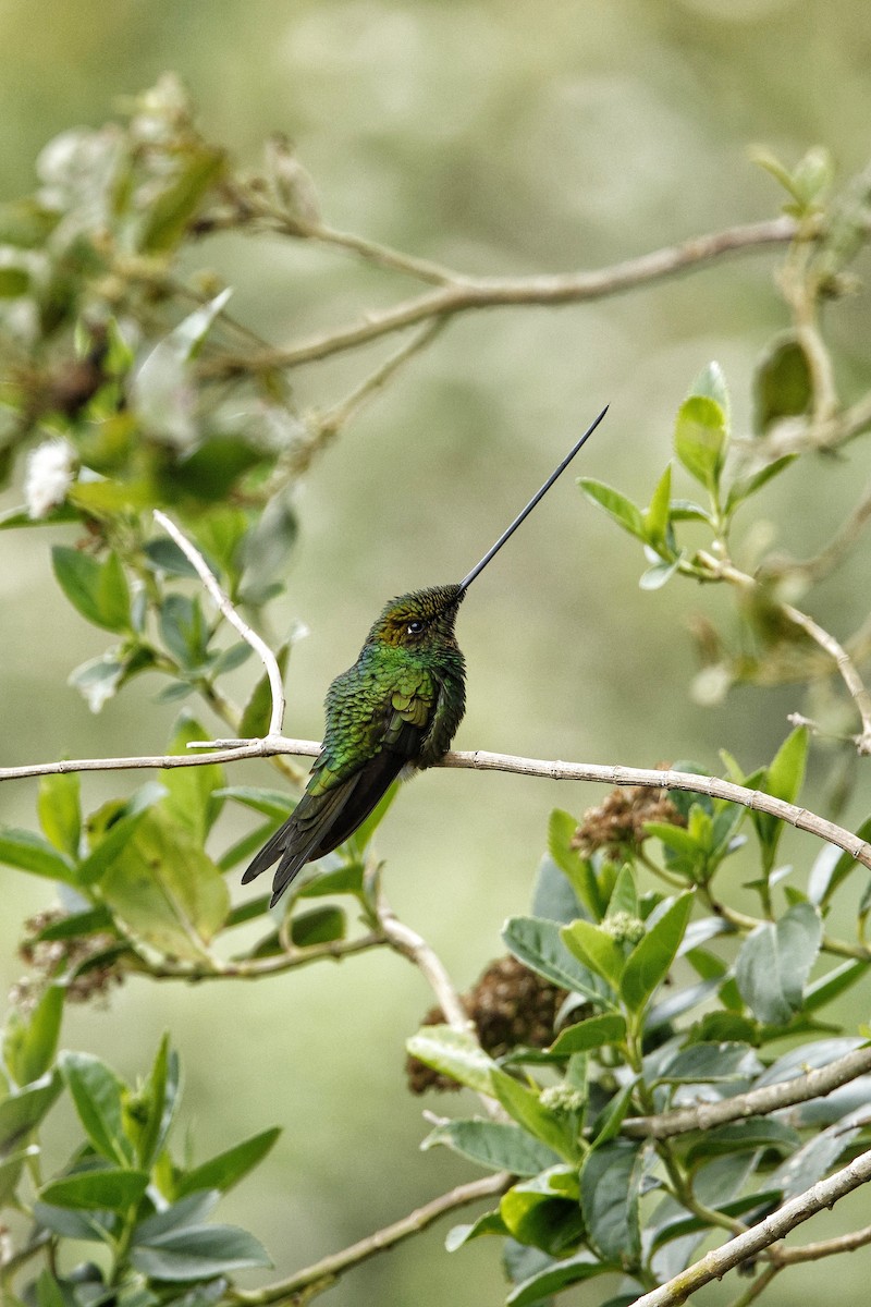 Sword-billed Hummingbird - Juan Lopez (www.juanlopezbirdtours.com)
