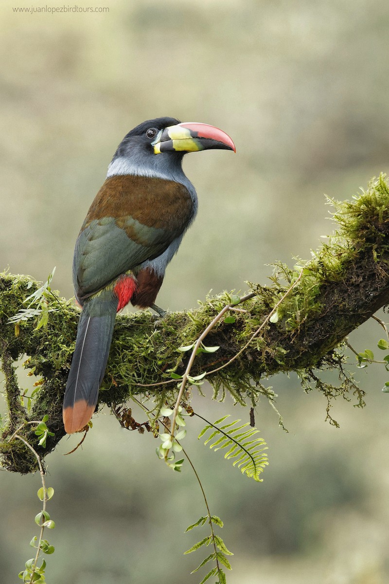 Gray-breasted Mountain-Toucan - ML610364822