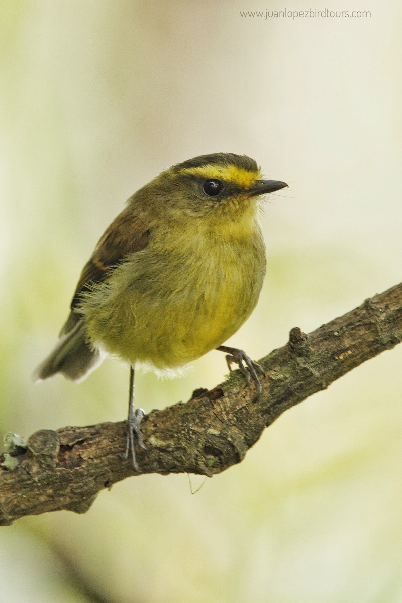 Yellow-bellied Chat-Tyrant - ML610364867