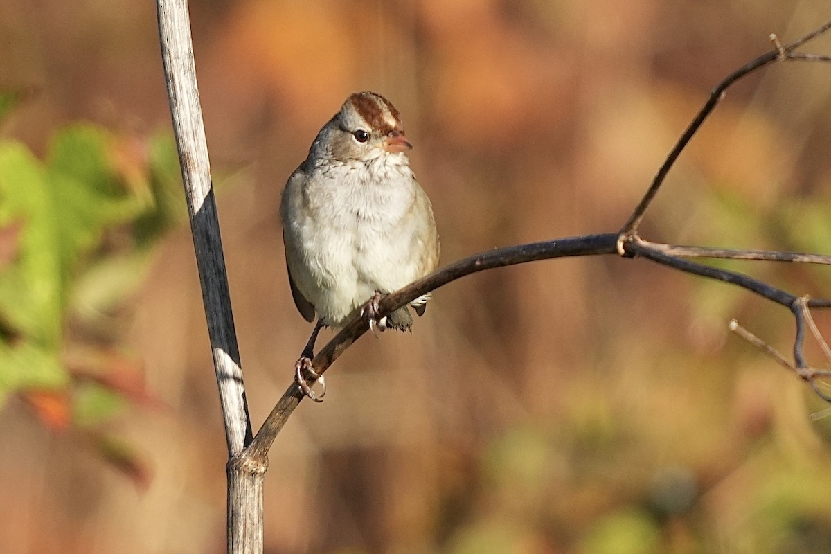 White-crowned Sparrow - ML610364882