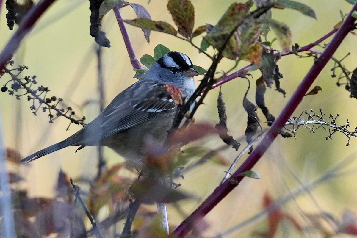 White-crowned Sparrow - ML610364883