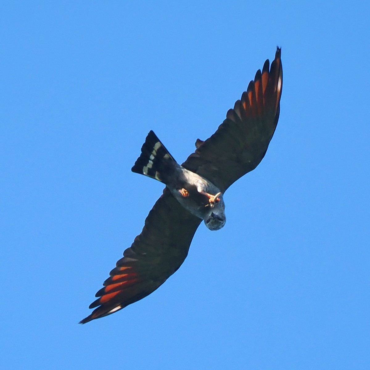 Plumbeous Kite - ML610365018