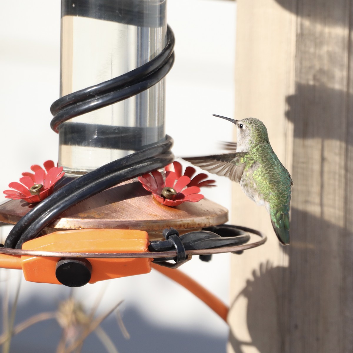 Anna's Hummingbird - ML610365506