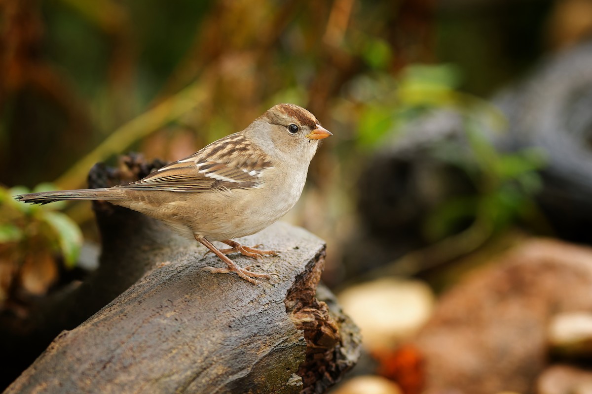 White-crowned Sparrow - Linda Petersen