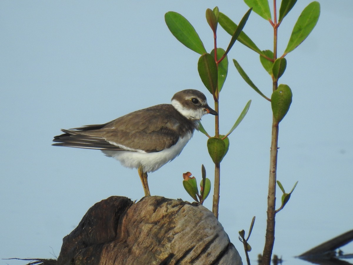 Semipalmated Plover - ML610366342
