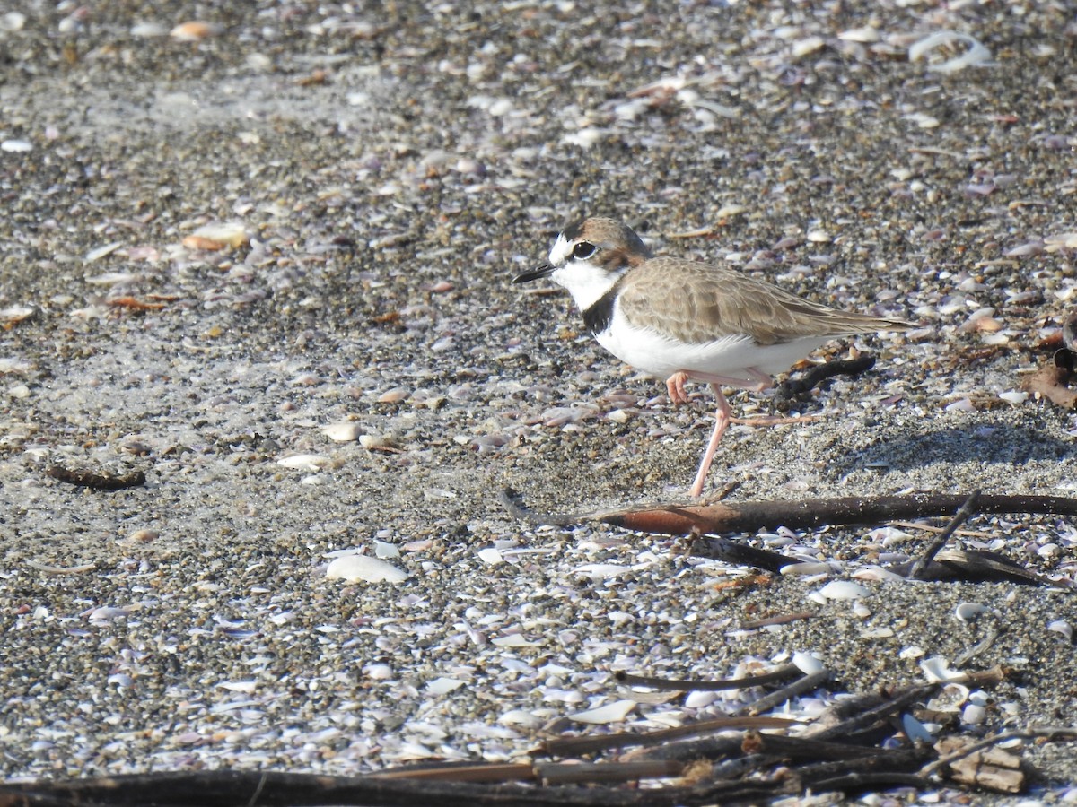 Collared Plover - ML610366354