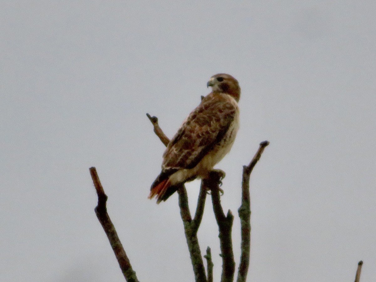 Red-tailed Hawk - ML610366366