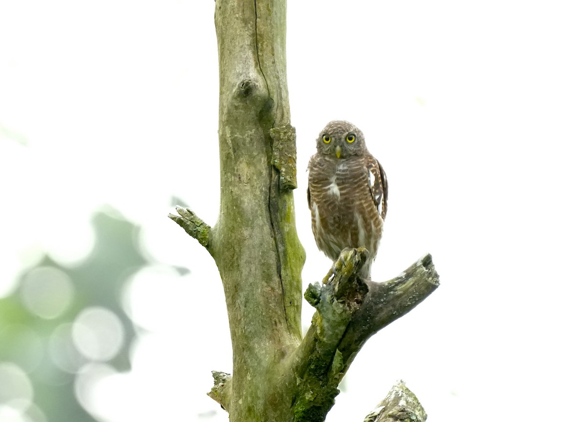 Asian Barred Owlet - ML610366579