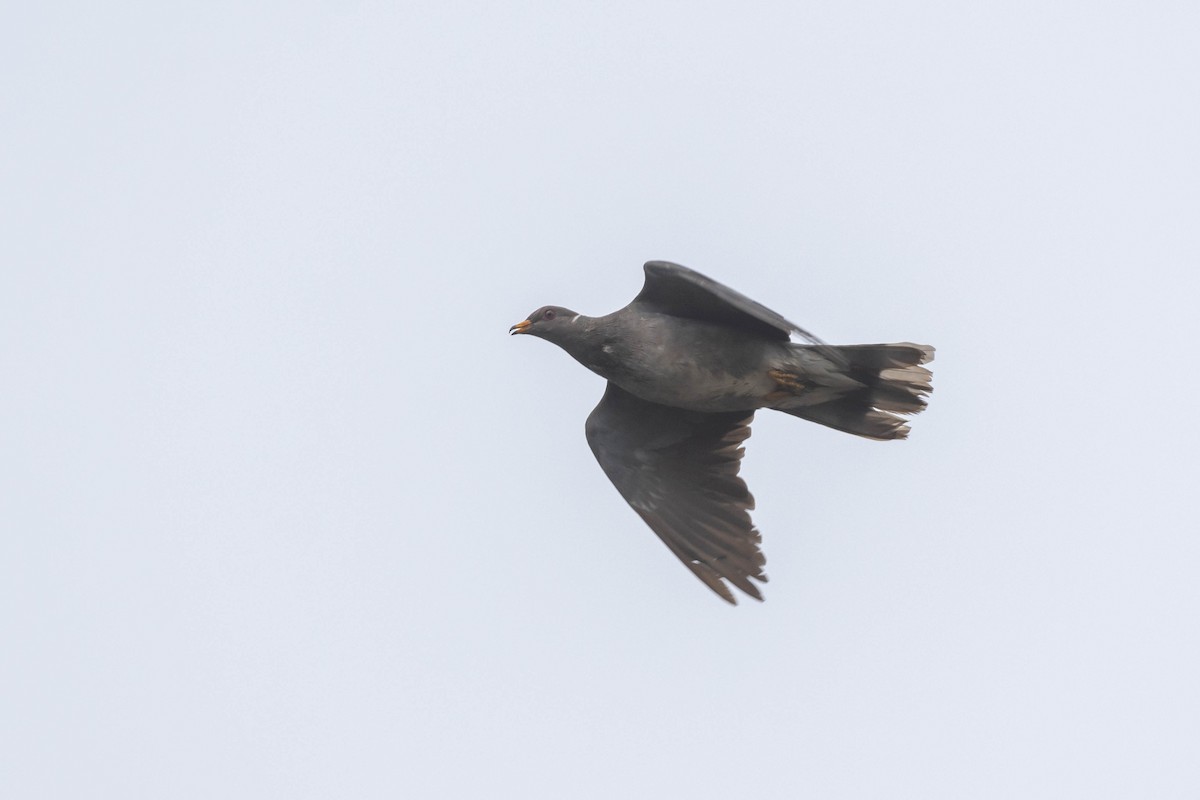 Band-tailed Pigeon (Northern) - ML610366907
