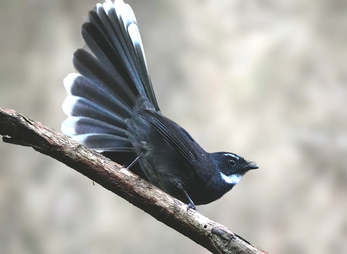 White-throated Fantail - ML610367237