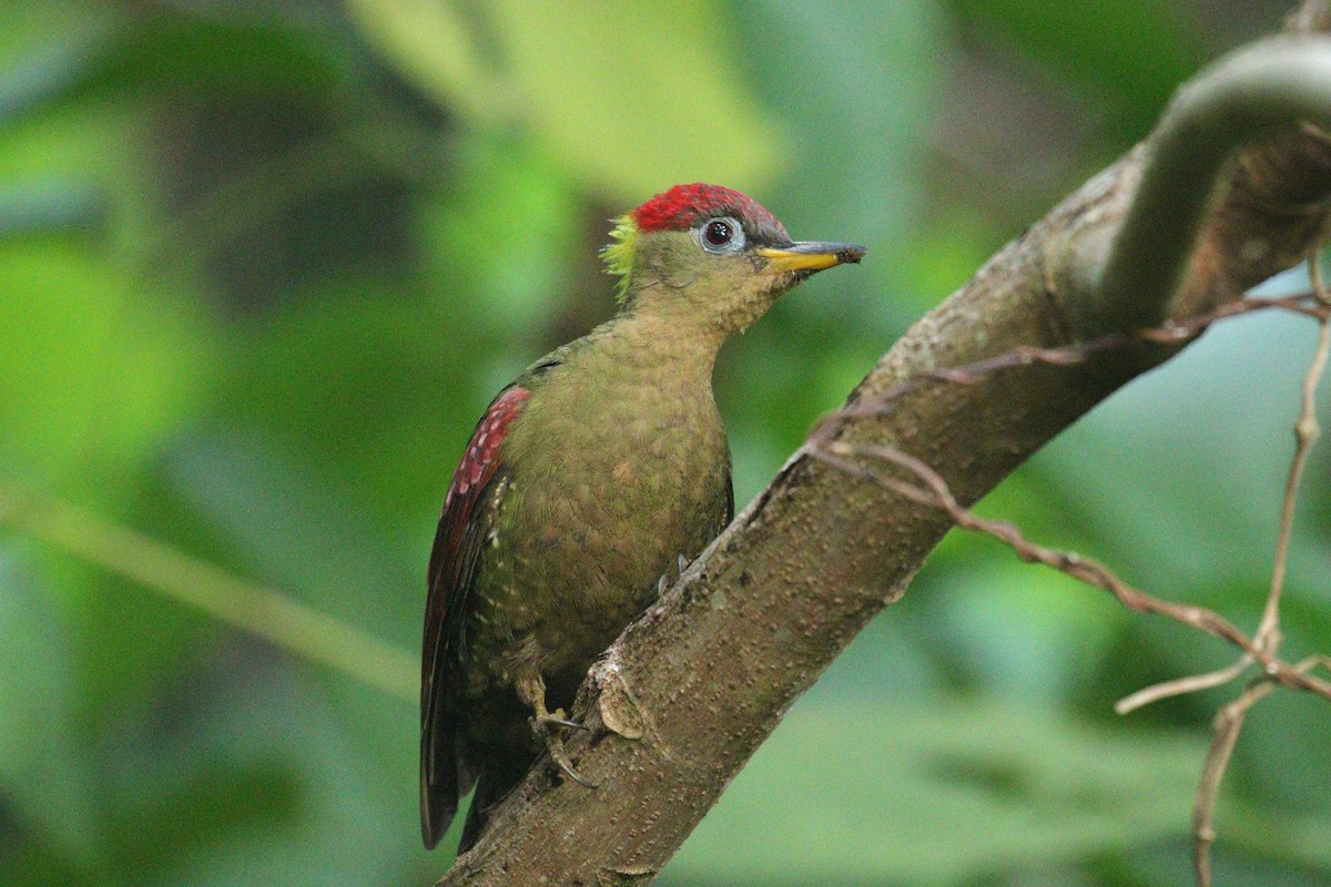 Crimson-winged Woodpecker - Noah Strycker