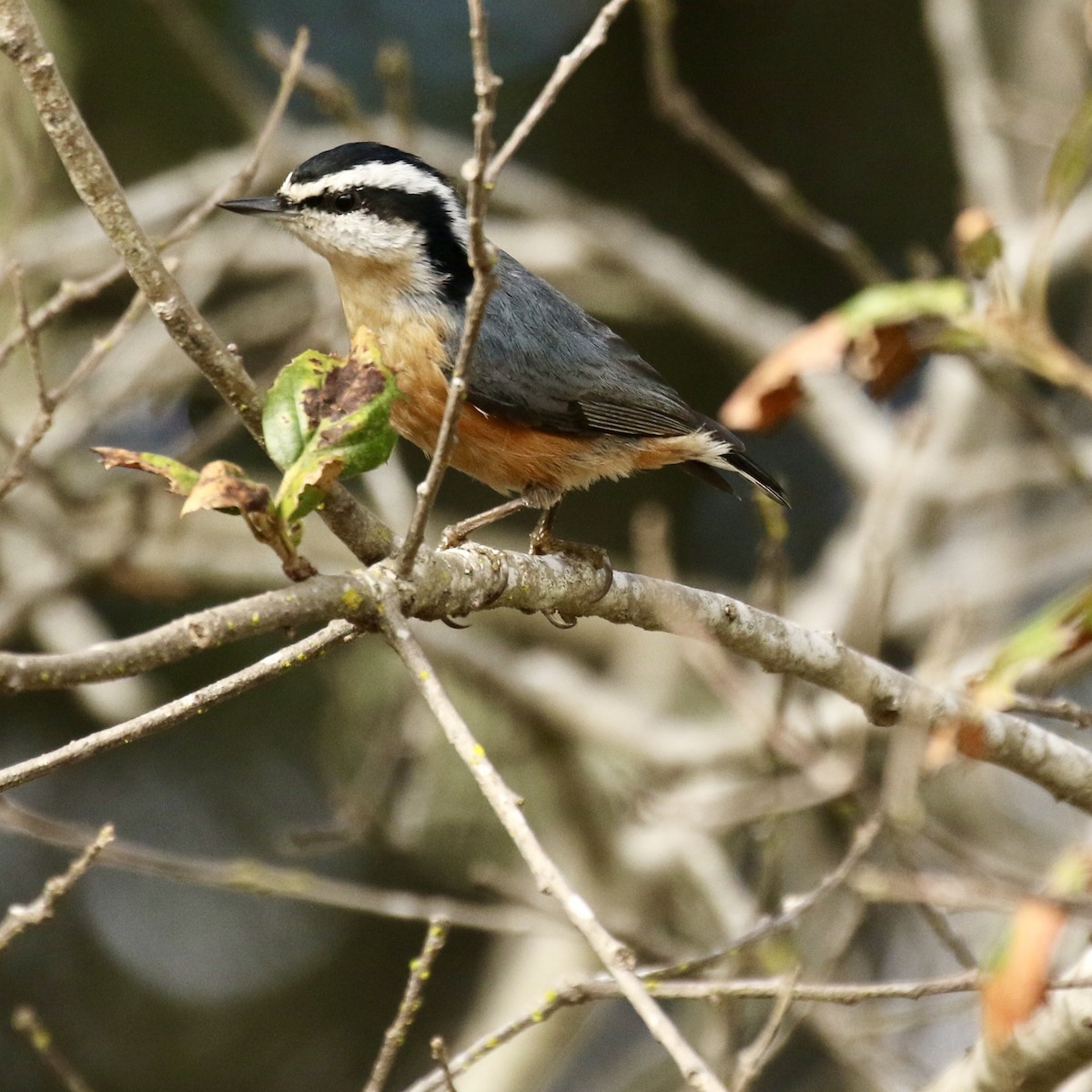 Red-breasted Nuthatch - ML610367736