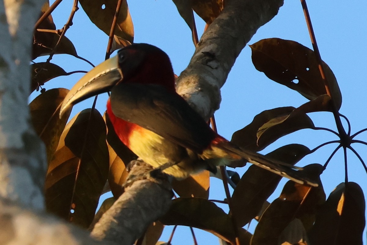 Red-necked Aracari - ML610367855
