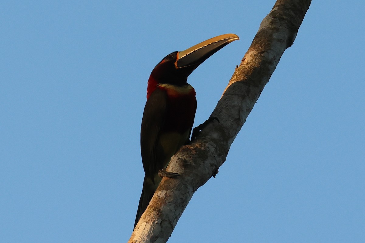 Red-necked Aracari - ML610367856