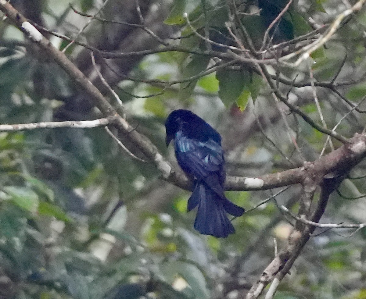 Hair-crested Drongo - ML610367968