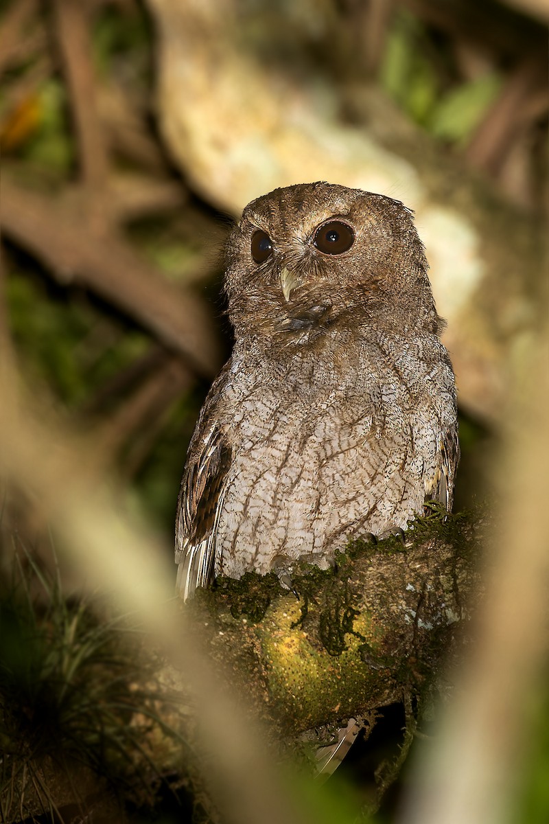 Montane Forest Screech-Owl - ML610368139