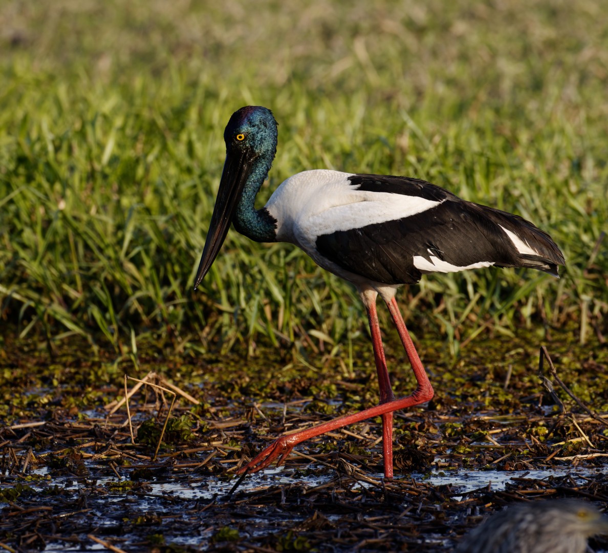 Black-necked Stork - Peter Bennet