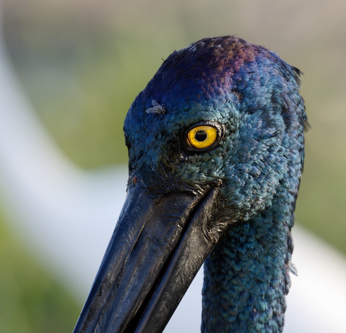 Black-necked Stork - ML610368281