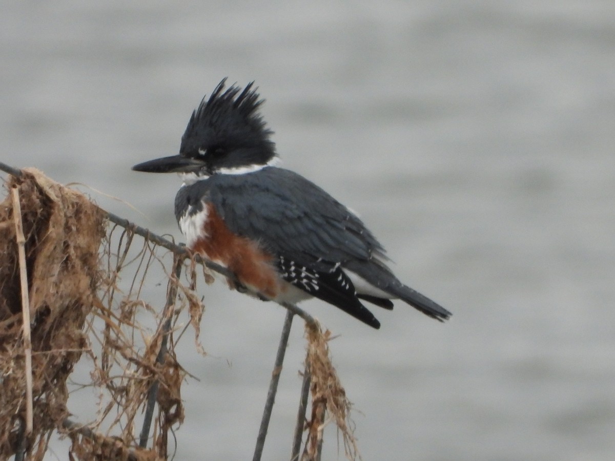 Belted Kingfisher - ML610368389