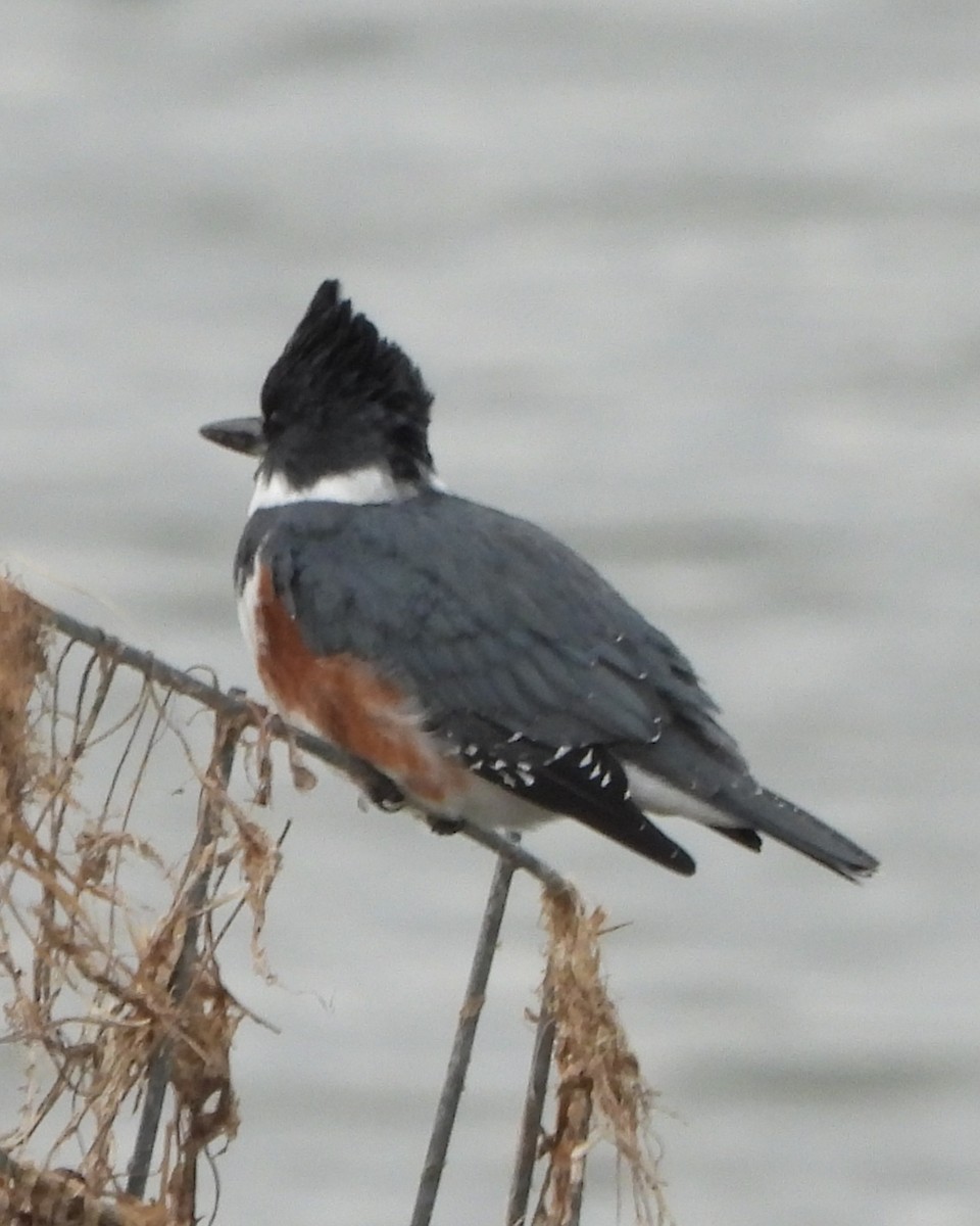 Belted Kingfisher - ML610368399