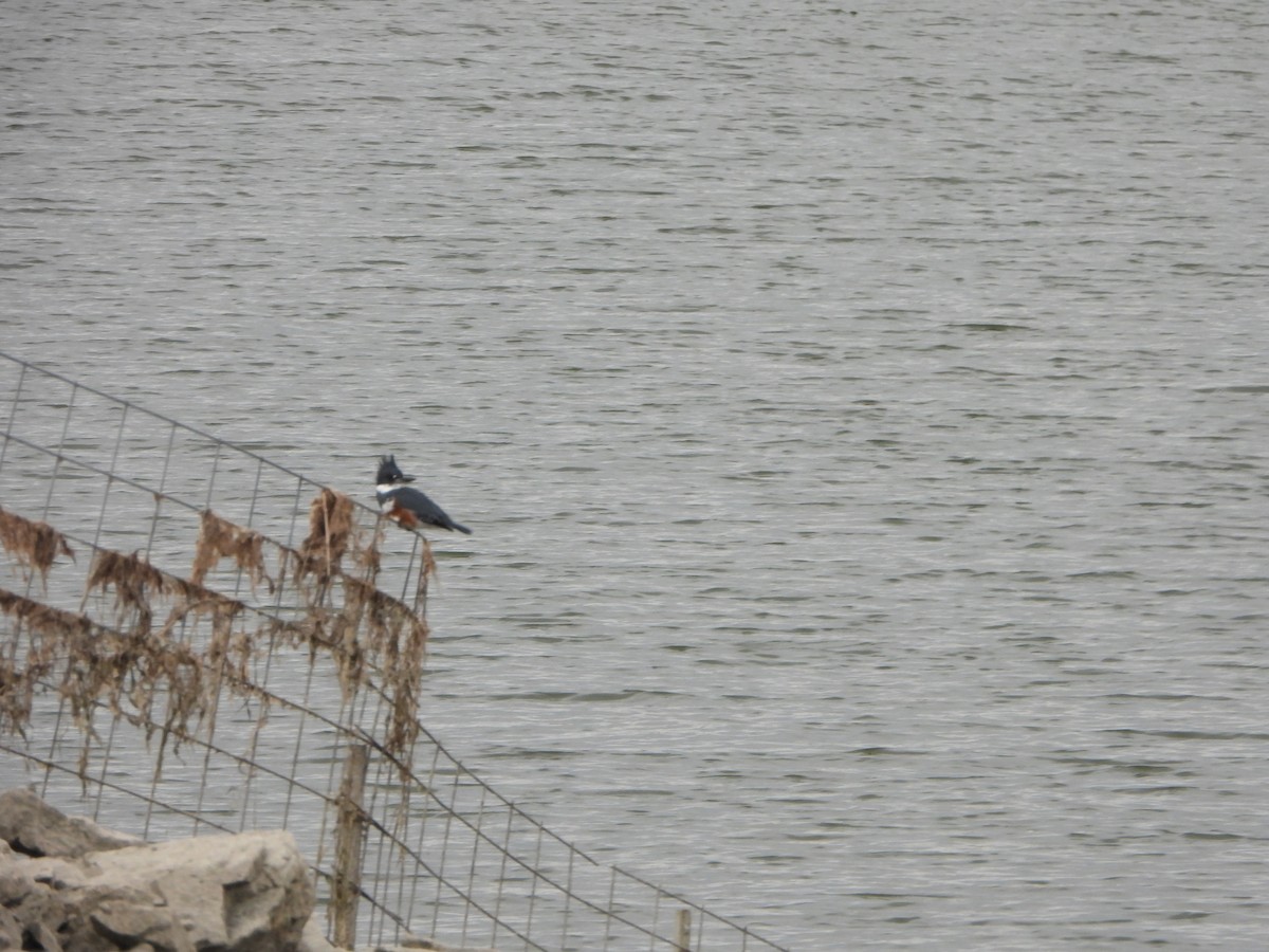 Belted Kingfisher - ML610368413
