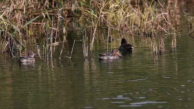 Green-winged Teal - ML610368519