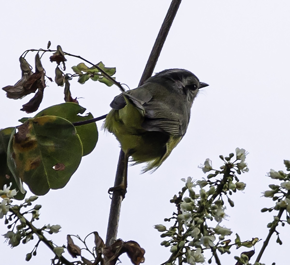 Three-banded Warbler - ML610368701