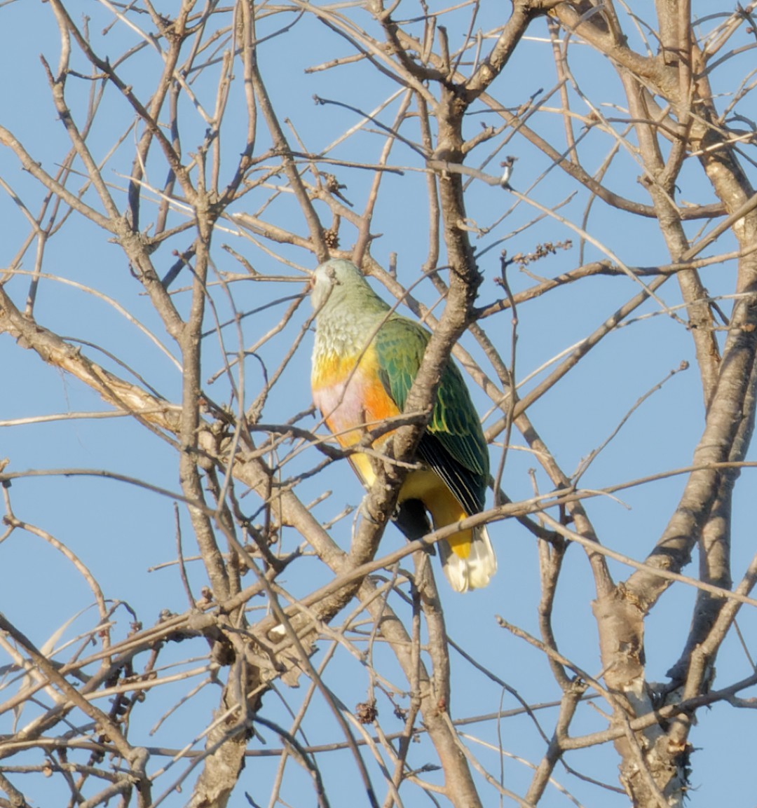 Rose-crowned Fruit-Dove - ML610368721