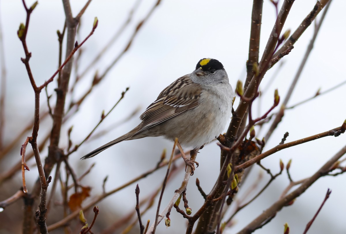 Golden-crowned Sparrow - Ferenc Domoki