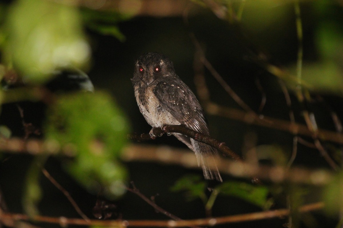 Moluccan Owlet-nightjar - ML610369800