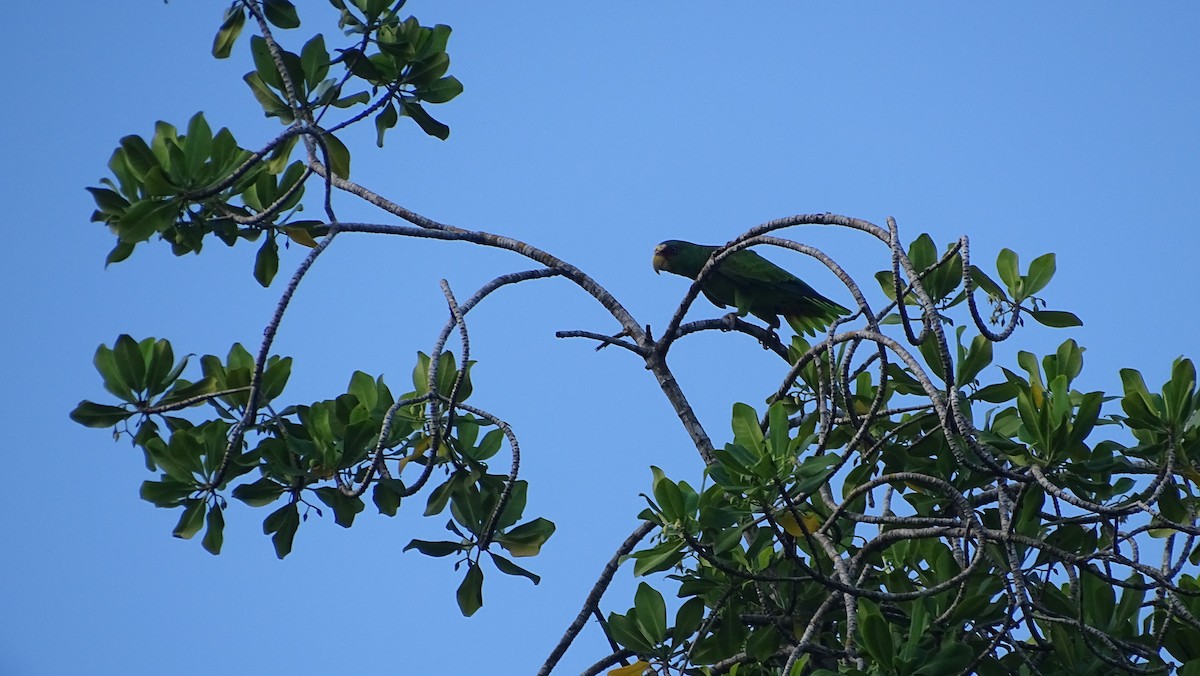 White-fronted Parrot - ML610369821