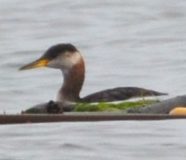 Red-necked Grebe - ML610369874