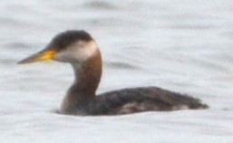 Red-necked Grebe - ML610369883
