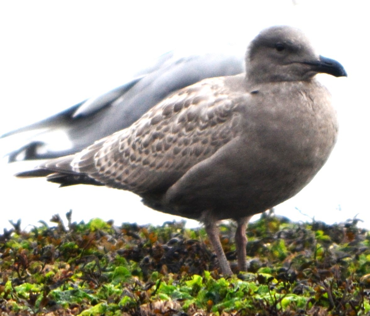 Western x Glaucous-winged Gull (hybrid) - Charles Taft