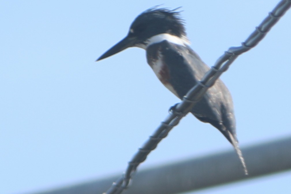 Belted Kingfisher - ML610371398