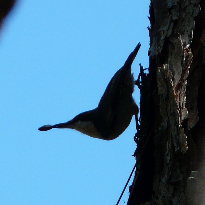 Brown-headed Nuthatch - ML610371836