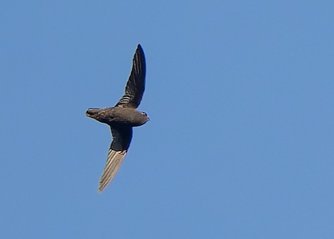 Spot-fronted Swift - ML610372355