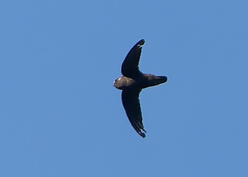 Spot-fronted Swift - ML610372361