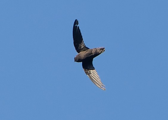 Spot-fronted Swift - ML610372363