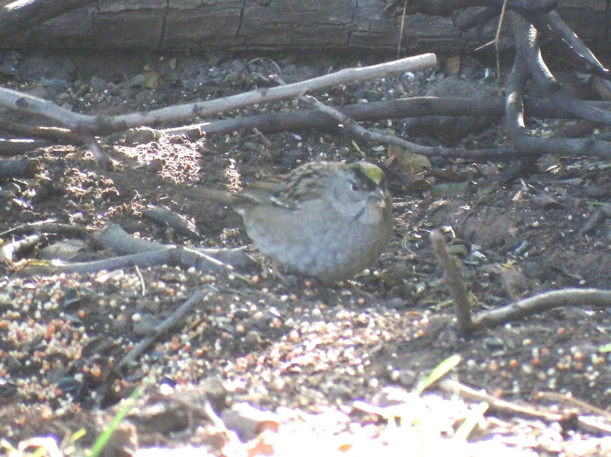 Golden-crowned Sparrow - ML610372419