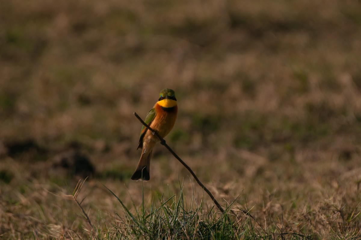 Little Bee-eater - ML610372426