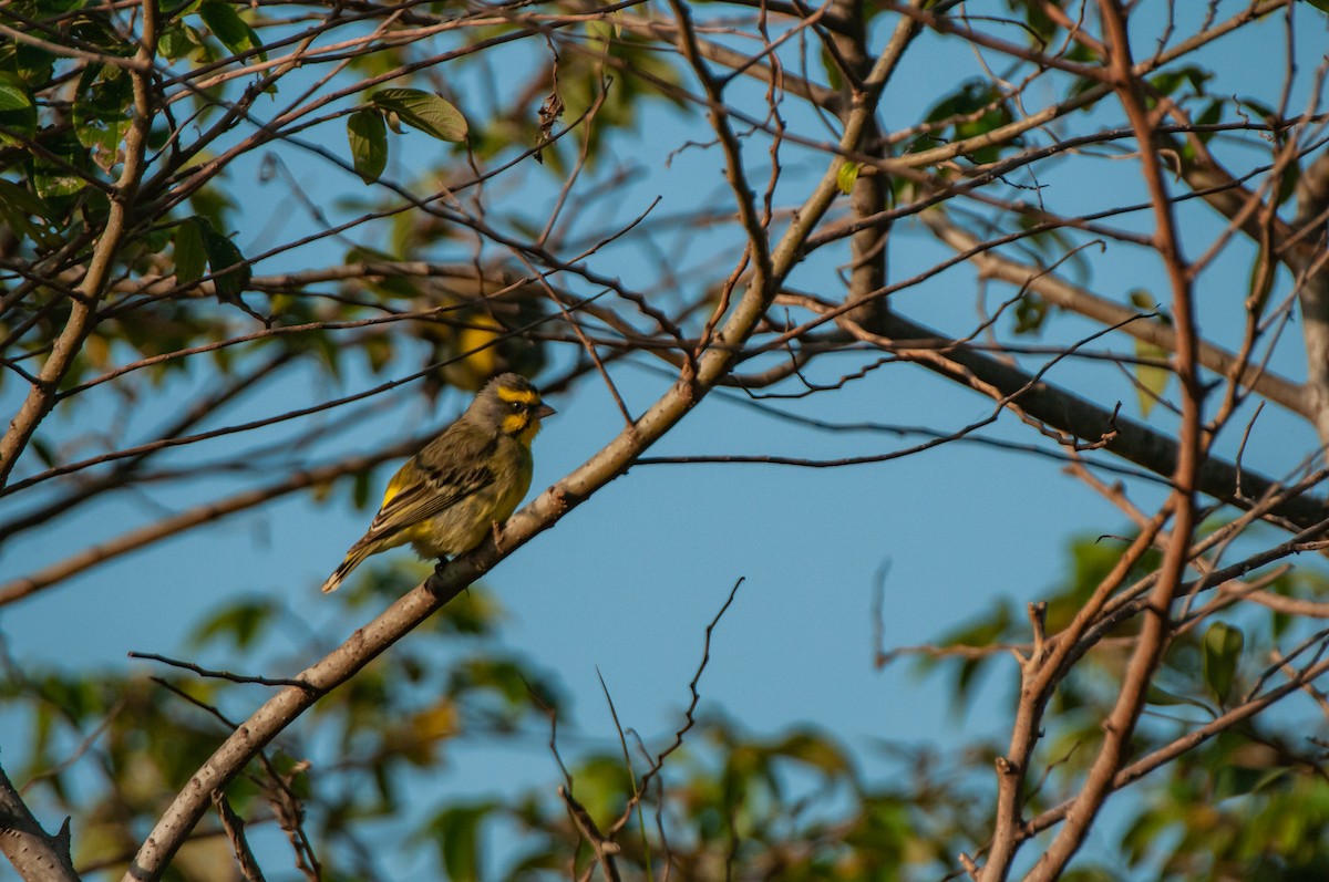Yellow-fronted Canary - ML610372443