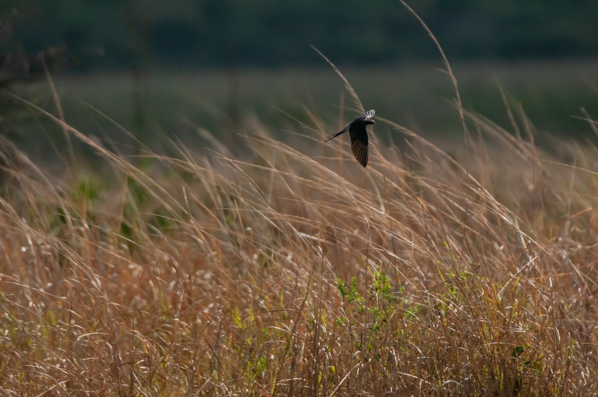 Gray-rumped Swallow - ML610372482