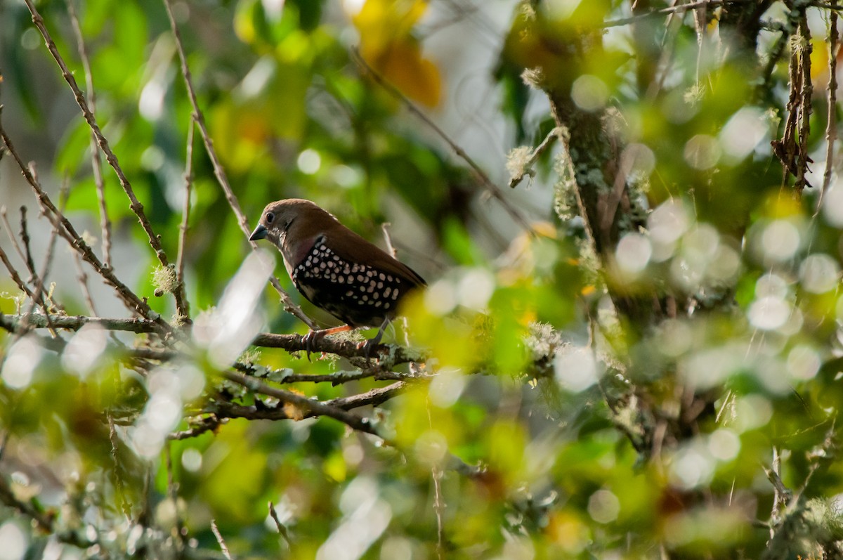 Pink-throated Twinspot - ML610372676