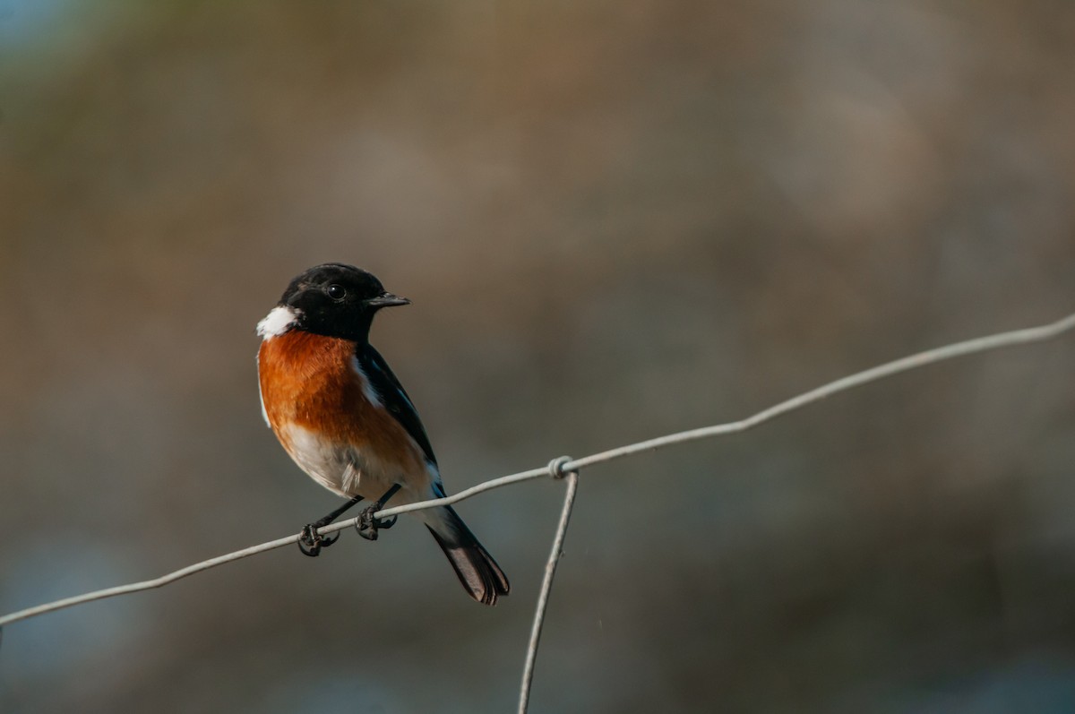 African Stonechat - Dominic More O’Ferrall