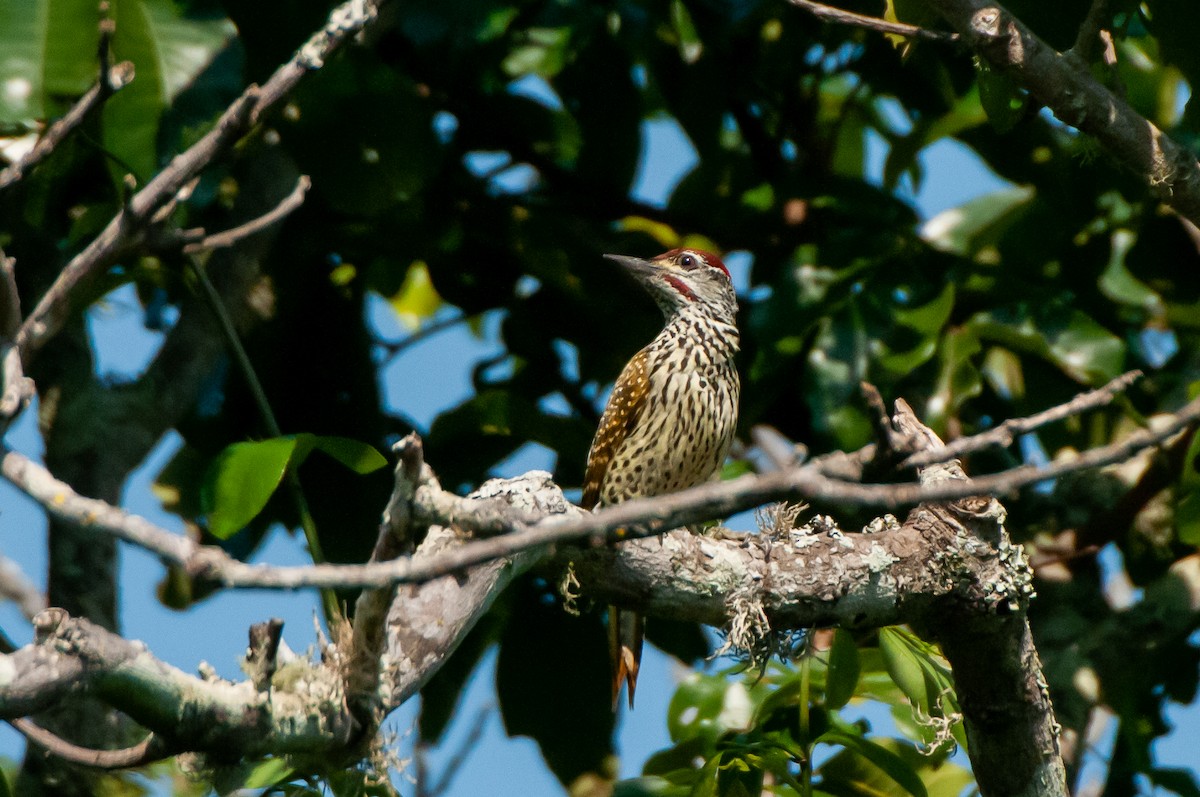 Golden-tailed Woodpecker - ML610372842