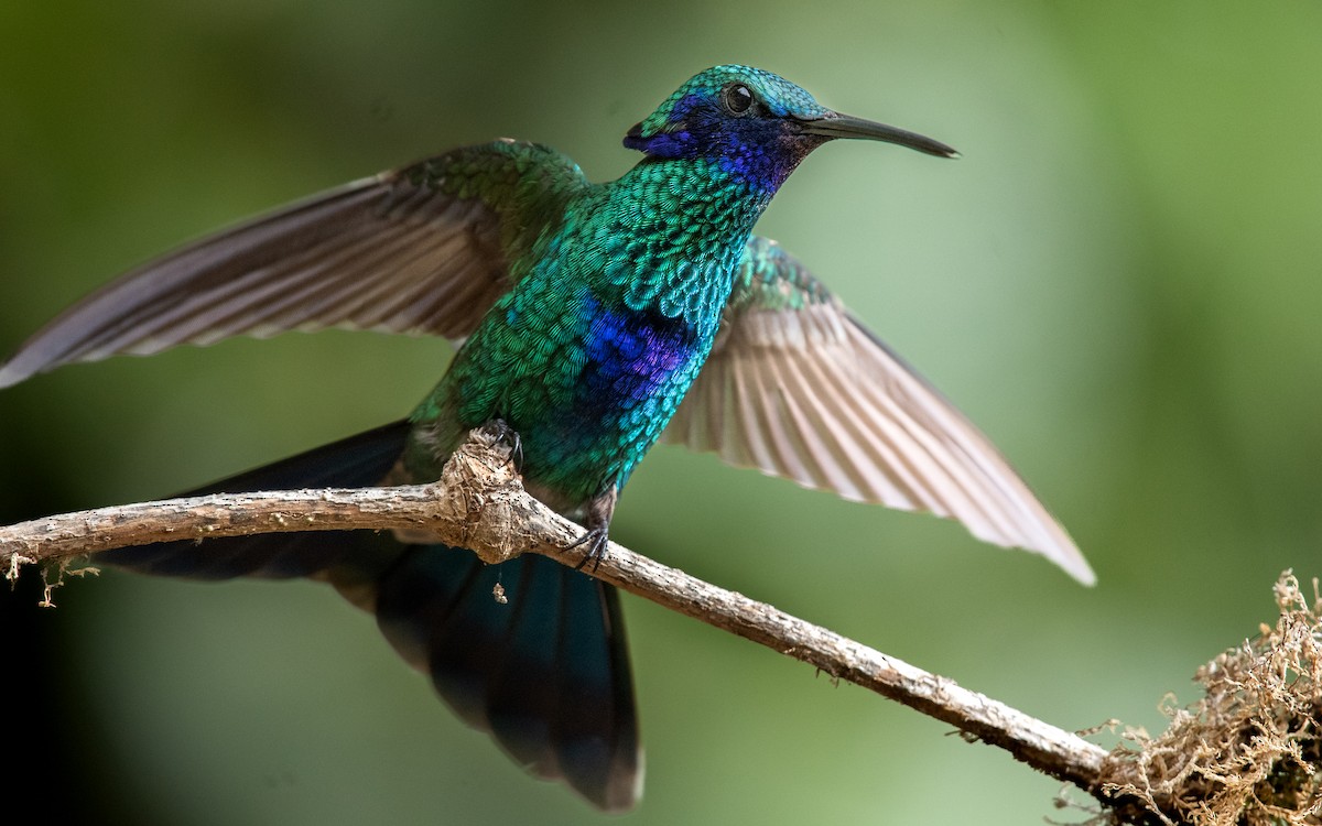 kolibřík modrolící - ML610372888