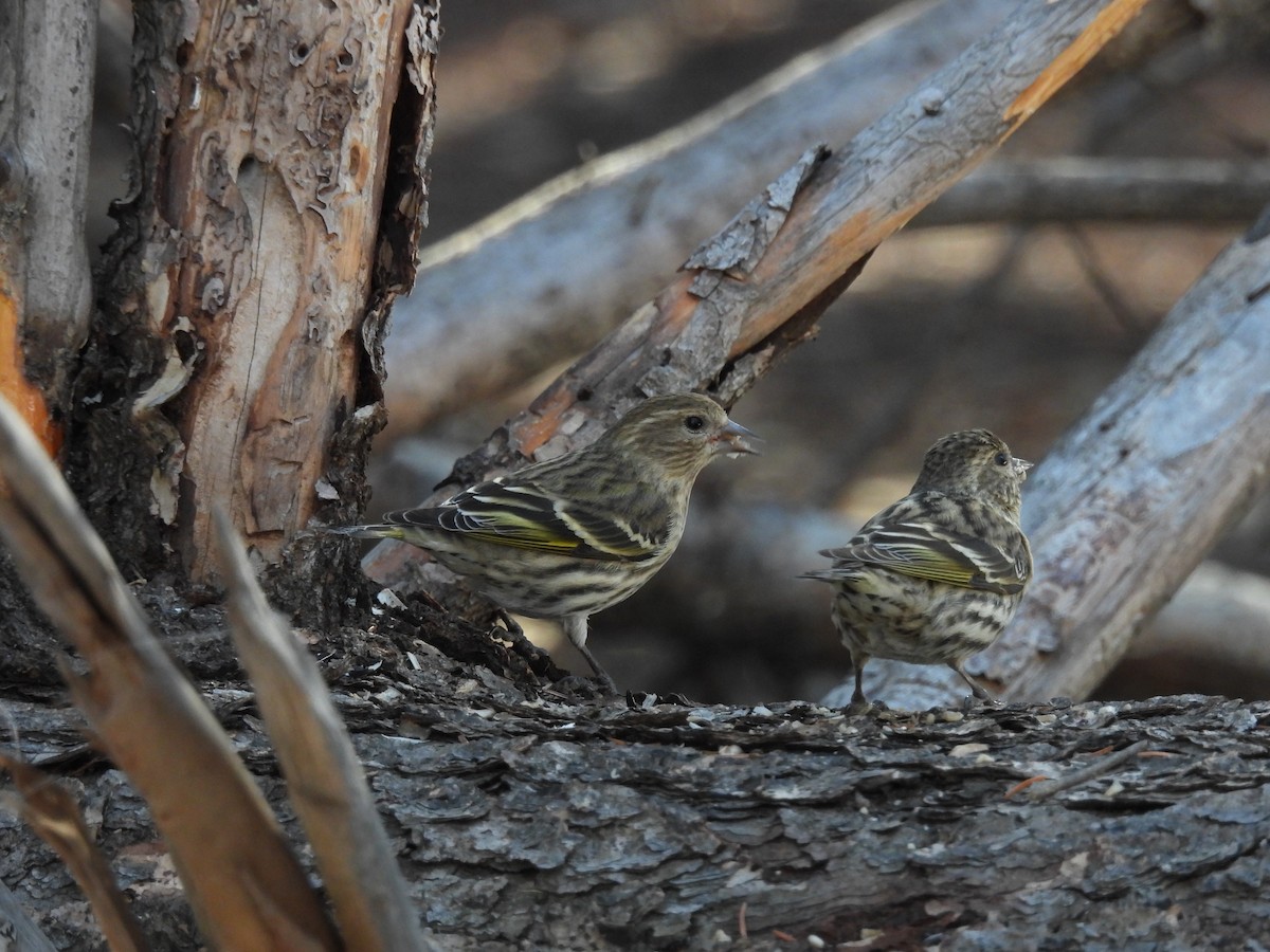 Pine Siskin - ML610372984